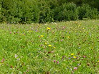 Blumenwiese Sembrancher